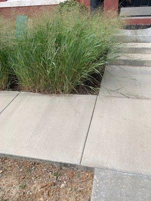 Annoying grass that constantly sets off my ring doorbell and covers our porch and front sidewalk.