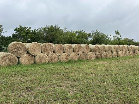 Hemarthria Round Bales