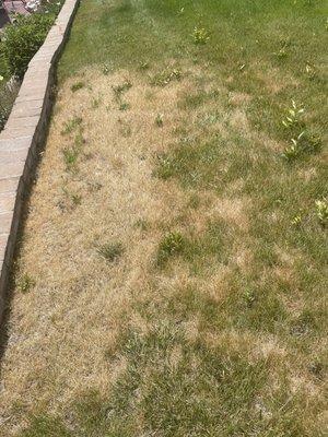 More dead grass, paid for sprinkler repair and usual maintenance.