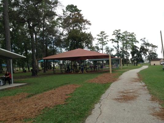 Pine straw covering the land