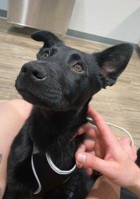 Pup at vet!