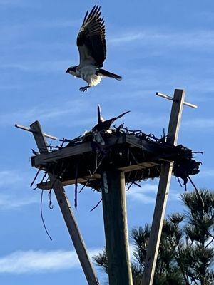 Osprey!