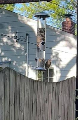 Feeder and sweet from backyard birds