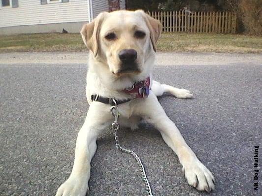 That's Buddy. A smart and attentive Lab I used to walk. He suffered from the adolescent blues. Hence, the chain leash.