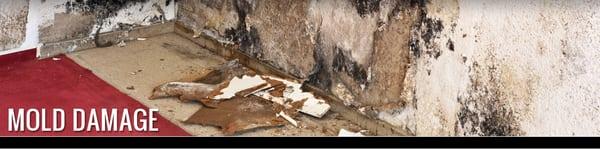 Mold damage Restoration