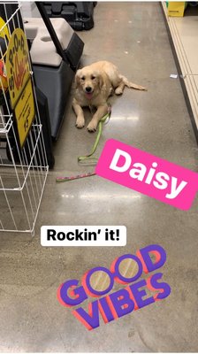 Daisy showing off her stay skills in public during her 2 week board and train