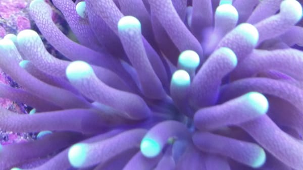 Torch coral