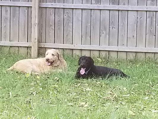 Chuwy and Saint. Saint a couple weeks after his grooming.