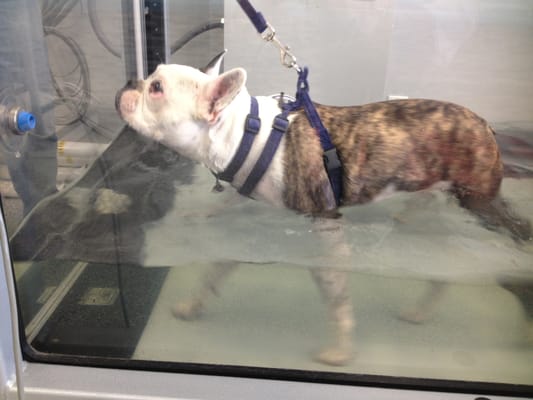 Axl receiving underwater treadmill therapy for conservative managment of his torn cranial cruciate ligament