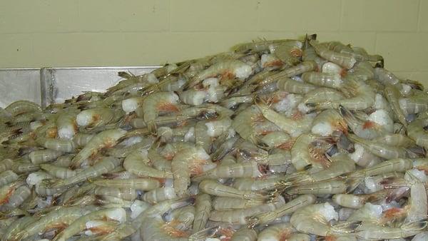 Fresh North Carolina white shrimp