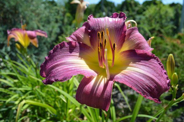 Daylilies come in so many great colors, like these purple ones that are currently in bloom at the nursery.