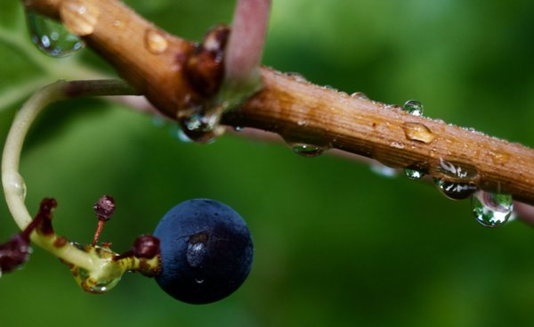 Sourcing fruit from the most sought after top vineyard in Napa and Sonoma