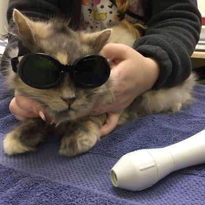 Getting ready for a class IV laser therapy session.