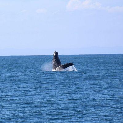 Whales are our winter visitors.