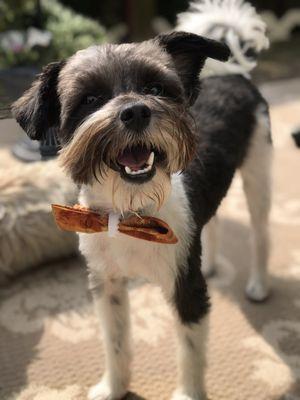 Linus with his new haircut and complimentary bow tie