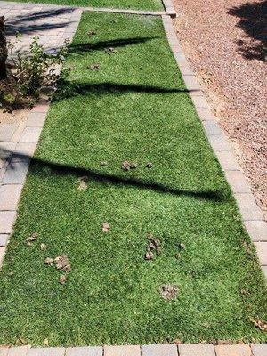 Artificial turf prior to cleaning.