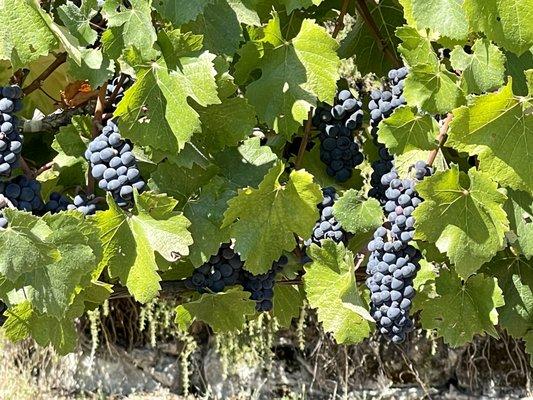 Pinot noir grapes almost ready for harvest at the Raford Inn.