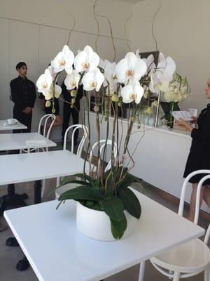 White Phalaenopsis arrangement