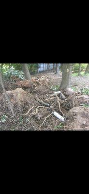 Multiple tree stumps and roots buried underneath piles