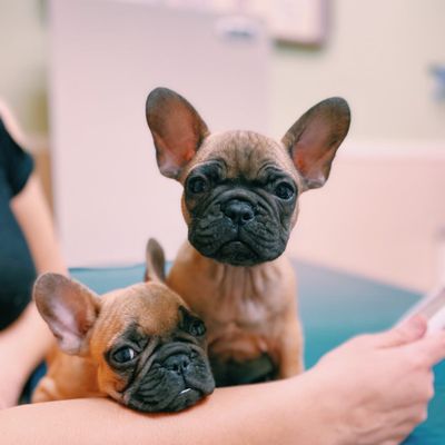 These sweet Frenchie puppies received full service puppy packages  from Dr. Leland that included a wellness exam, vaccinations & deworming.