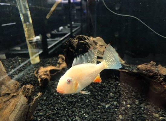 Albino Geophagus Heckelii