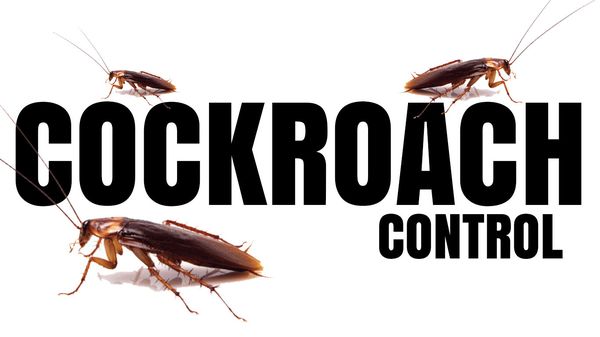 Cockroach Treatments