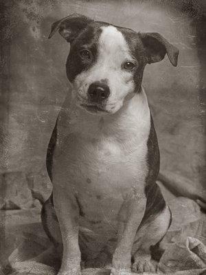 Vintage Pet Portrait by Pet Photography New York