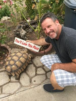 Tortoise returning home