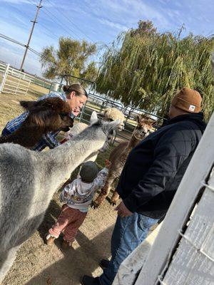 Lilly of the Valley Alpacas