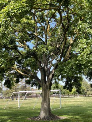 Soccer field