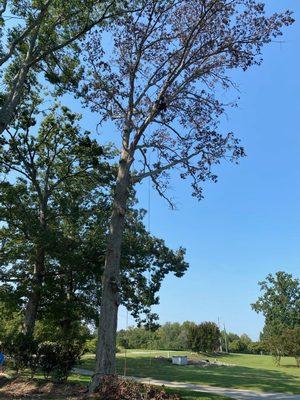 When your trees look like a bit of a mess, we can trim the branches for a more neat and uniform appearance.