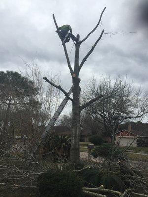 12. Full Tree Removal