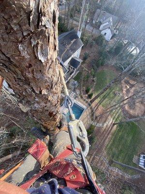 Removing I dead pine