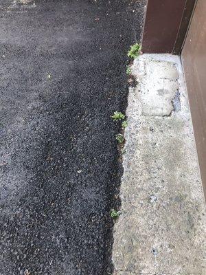 Weeds growing through pavement