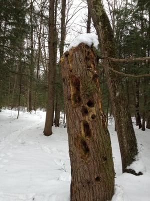 2/16/13 woodpecker tree