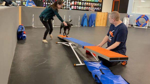 Almost any dog and owner can do Agility. It builds confidence, communication, and is exercise you and your dog will love.