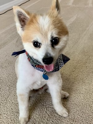 Brutus feeling spunky after his spa day.