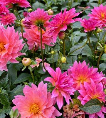 Dahlias in dozens of colors.