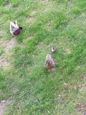 Just some nice ducks