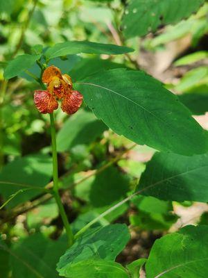 Jewelweed