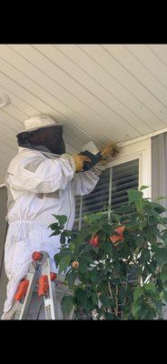 Treating a yellow jacket nest in a wall void.