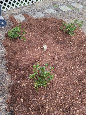 Nancy of Robin Hill Azaleas. This ordeal convinced me to never dig a hole to plant plants ever again.