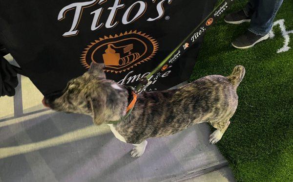 11/04/2023 NV SPCA adoptions @ the Lee's Wine event @ Dollar Loan Center. Thanks Tito's!