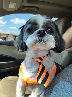 Georgie with his sweet tie from DBF!