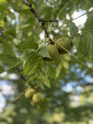 Some kind of fruit trees