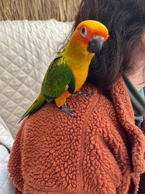 Griffin says, "The Parrot and Bird Emporium is taking very good care of me!"