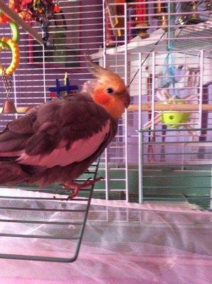 My Bird