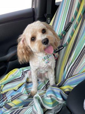 My cavapoo after being groomed