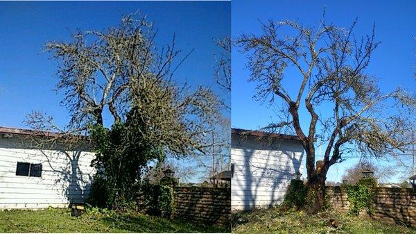 Before and After of a plum tree pruning and ivy removal