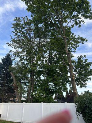 Tree branches mostly cut on right tree and a big chunk off the left tree with cleanup in the middle section